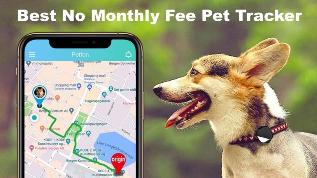 5 Best No Monthly Fee Pet Tracker for 2023 OneSDR A Wireless